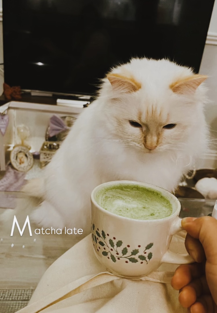 アイルランドから届いた癒しの1枚📷🍵猫ちゃんと抹茶ラテ