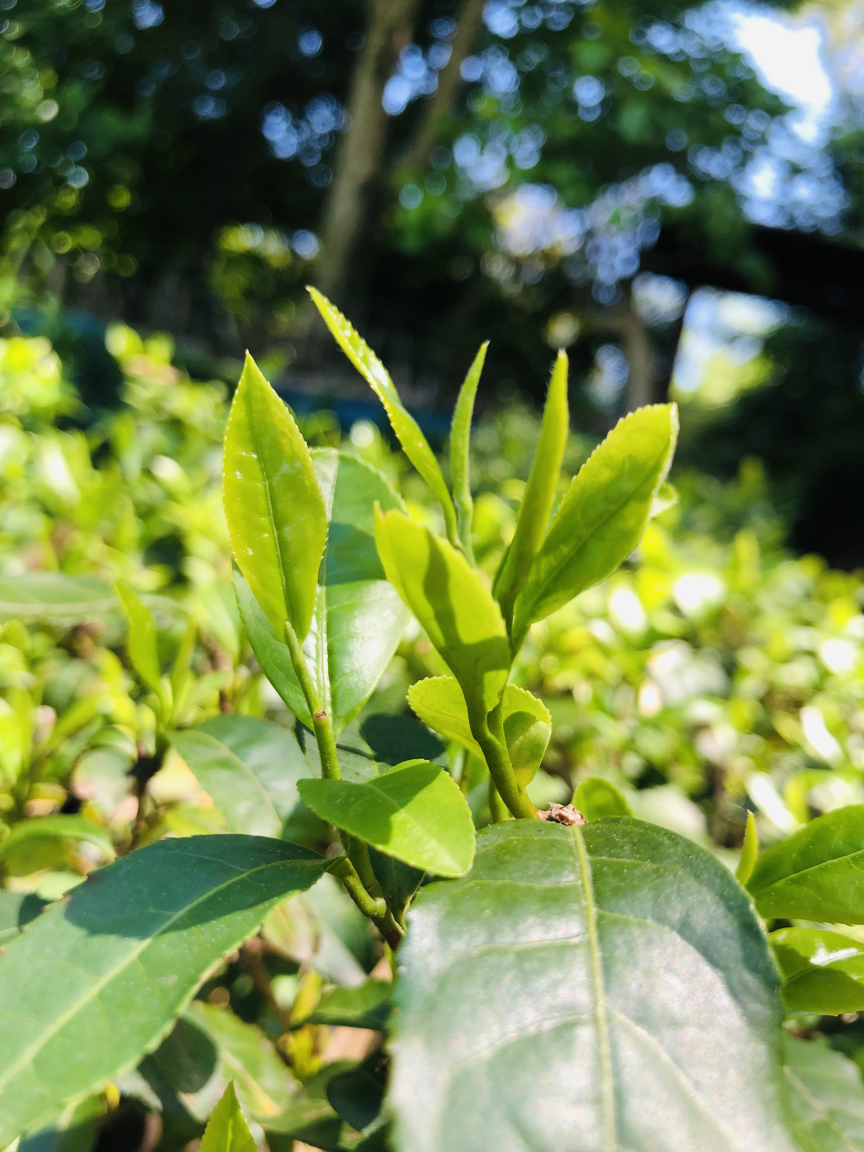 🍃5月2日は「緑茶の日」🌿