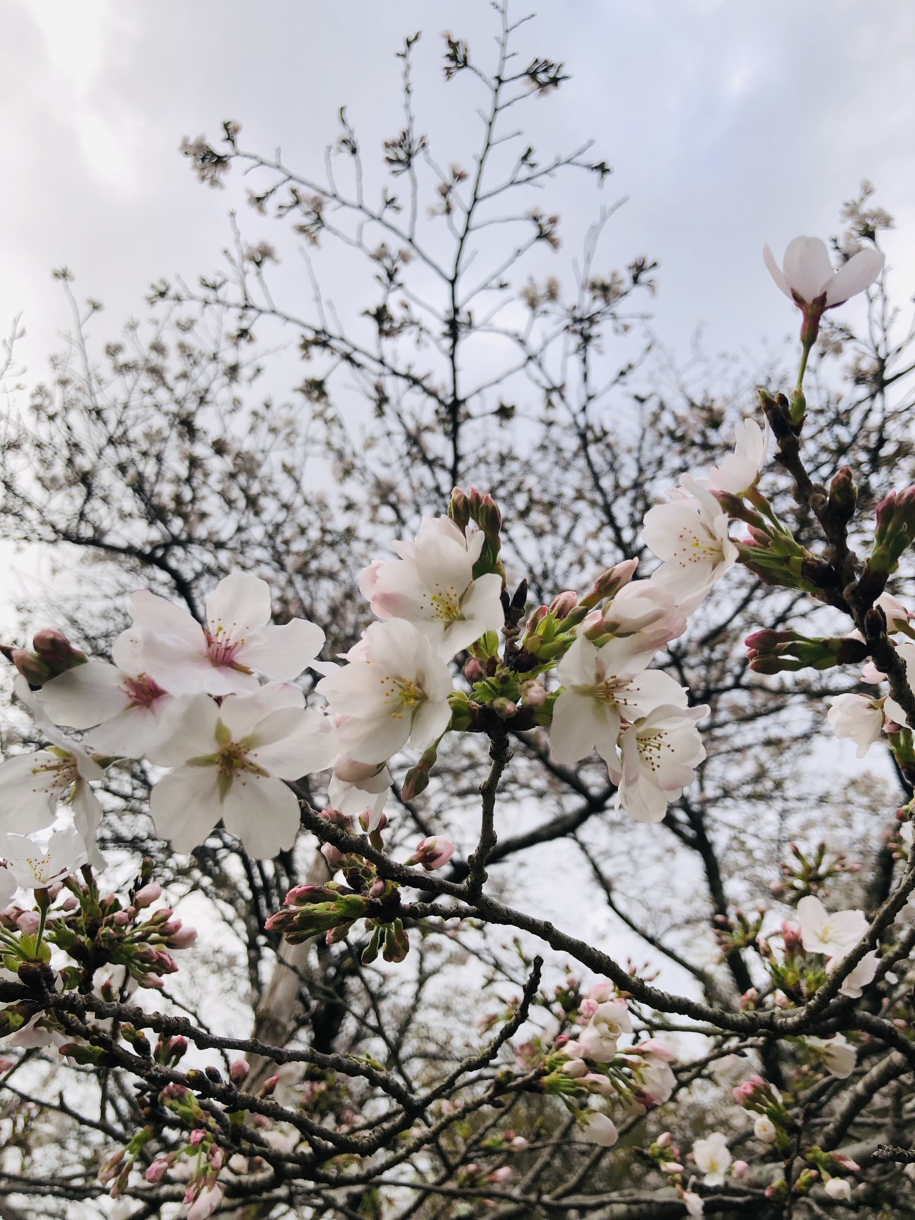 3月27日は「さくらの日」