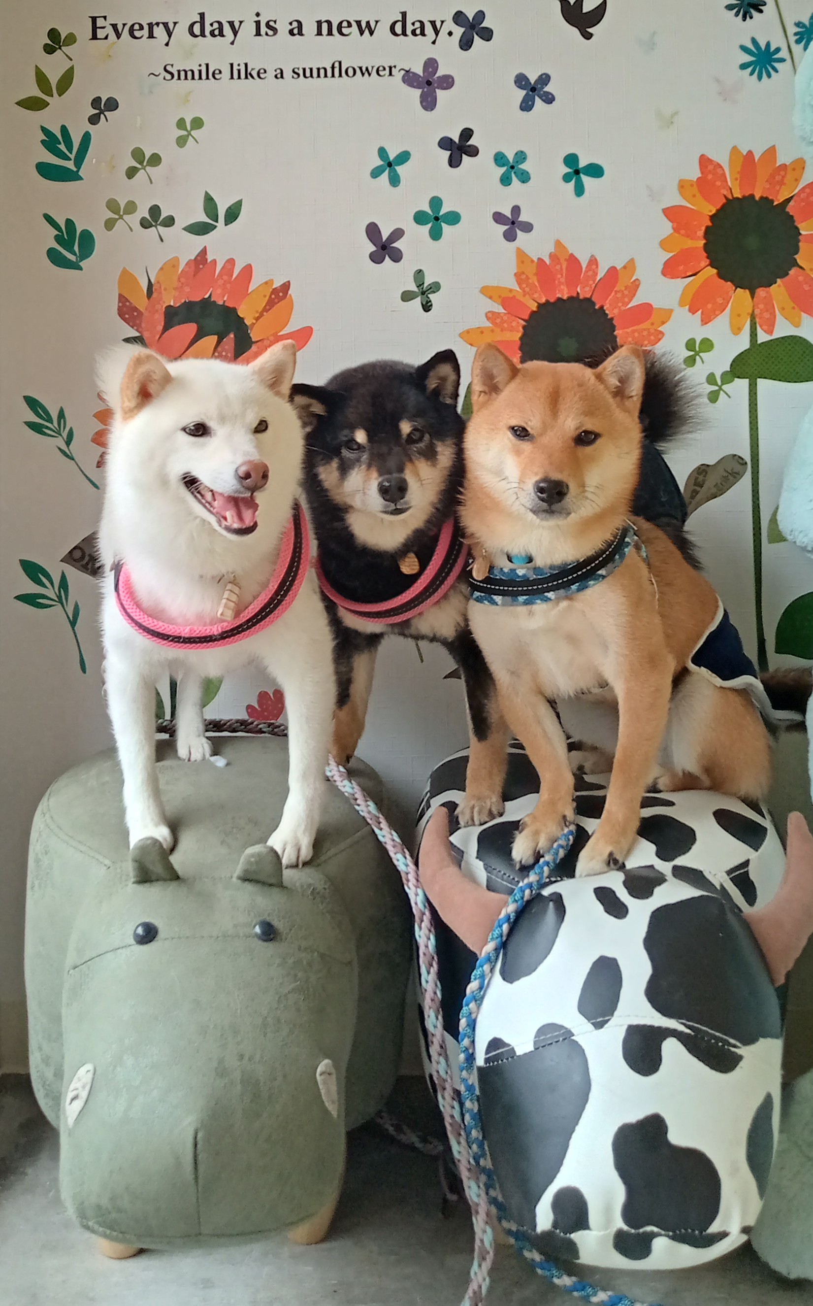 【Blog始めました】初めまして