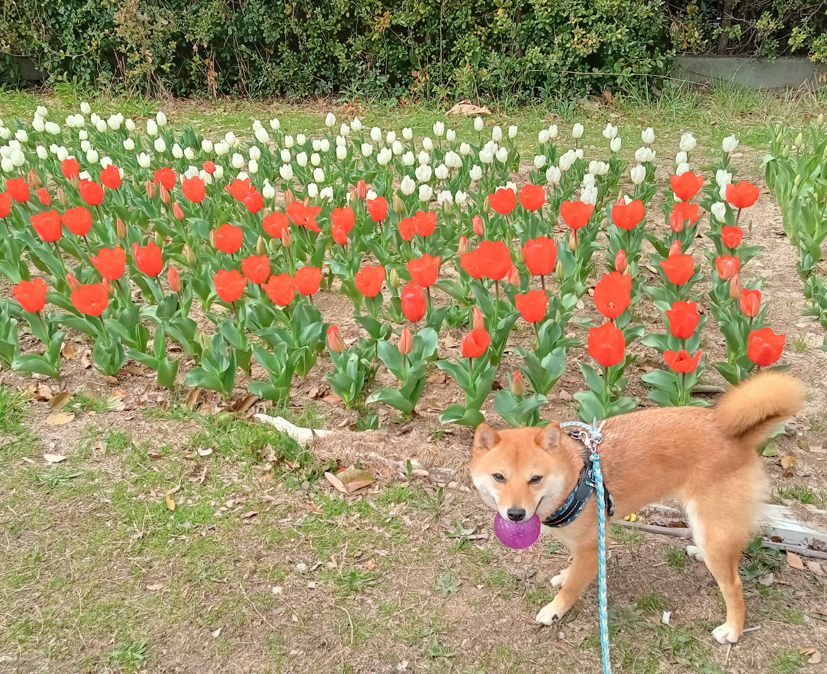 4月になりました〜危険なお花〜