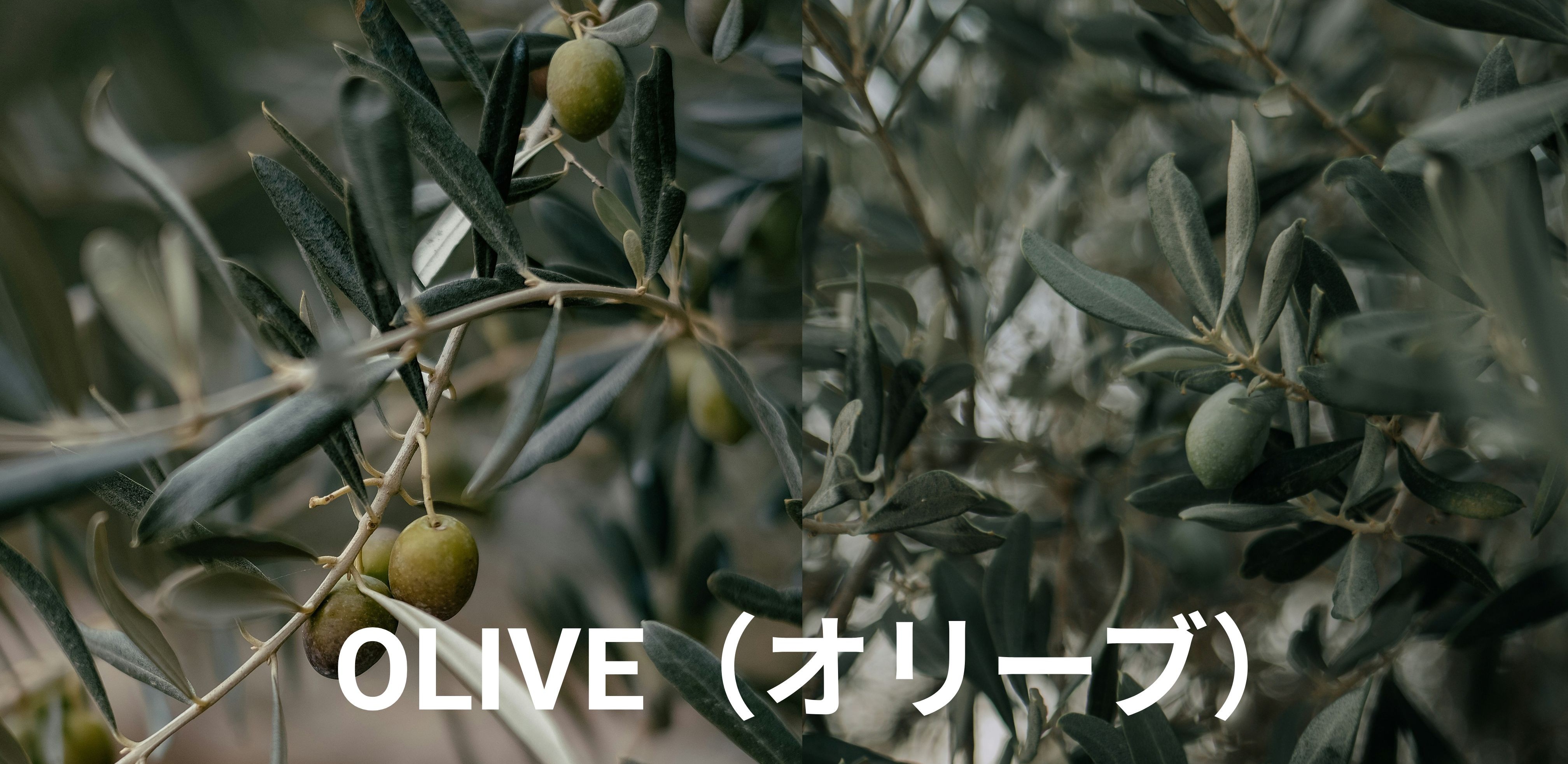 オリーブ色ってどんな色?|カーキとの違いや魅力についても紹介