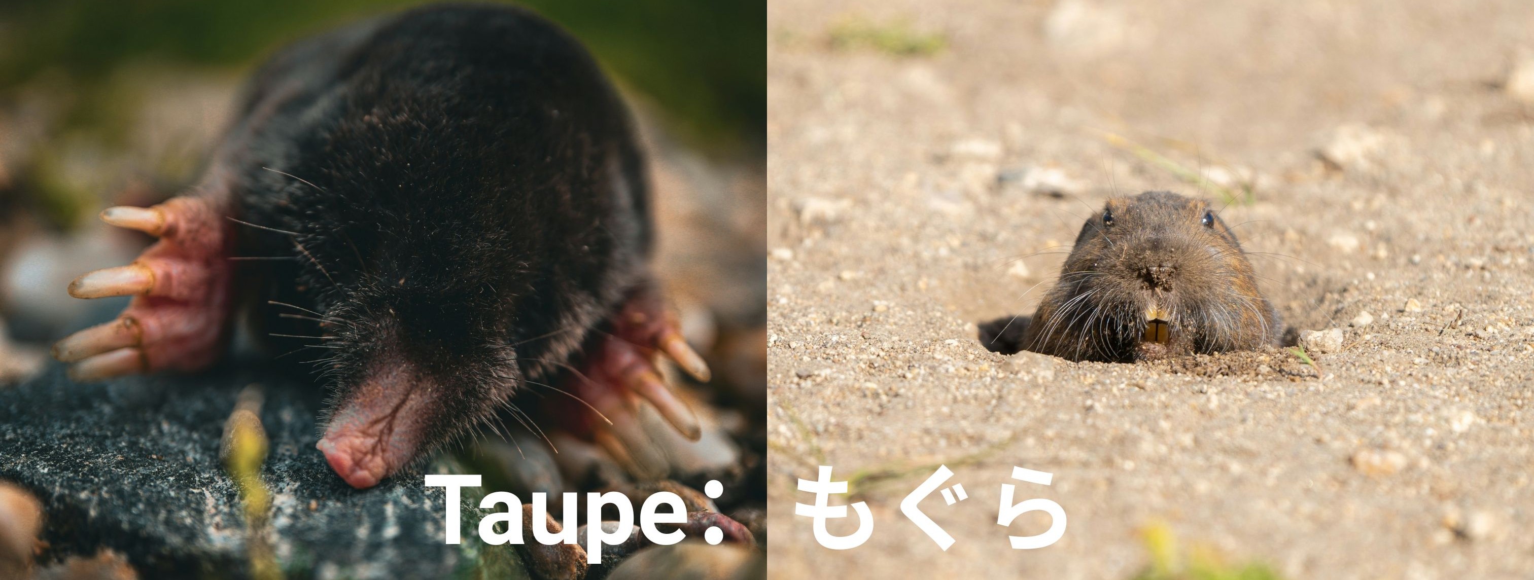 トープってどんな色?|魅力や革の経年変化についても紹介