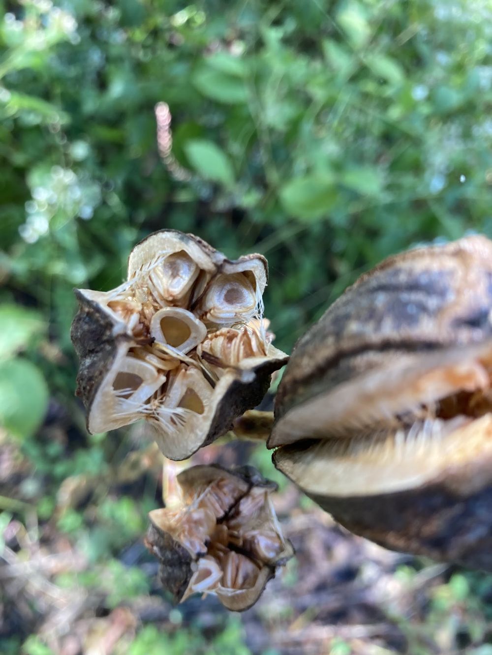 ウバユリの種