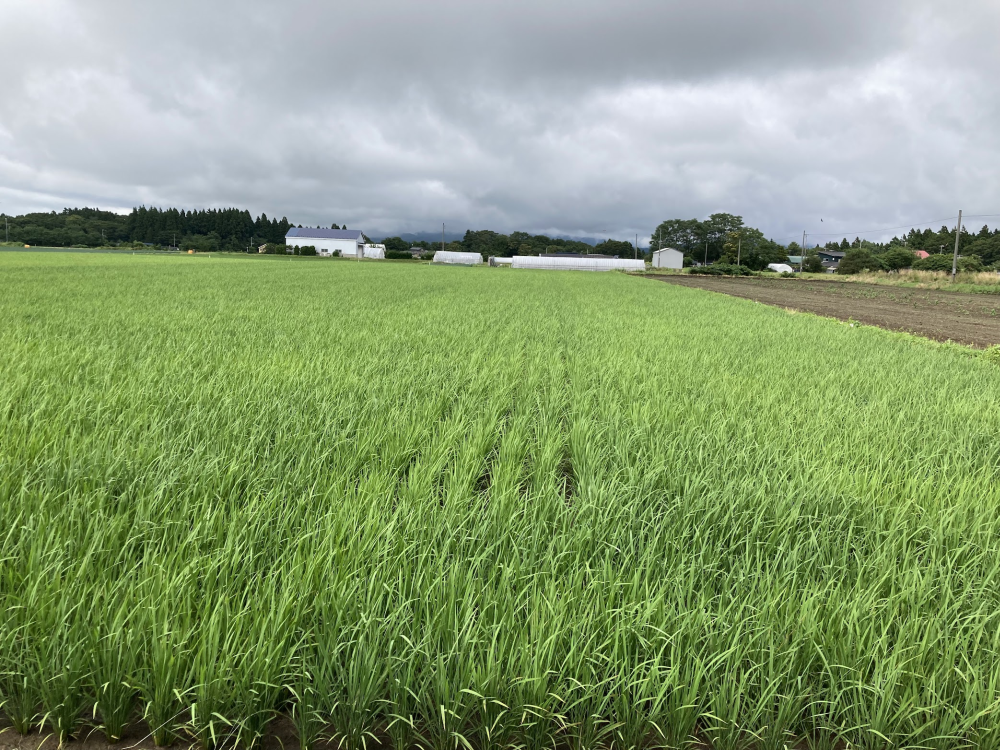 長雨