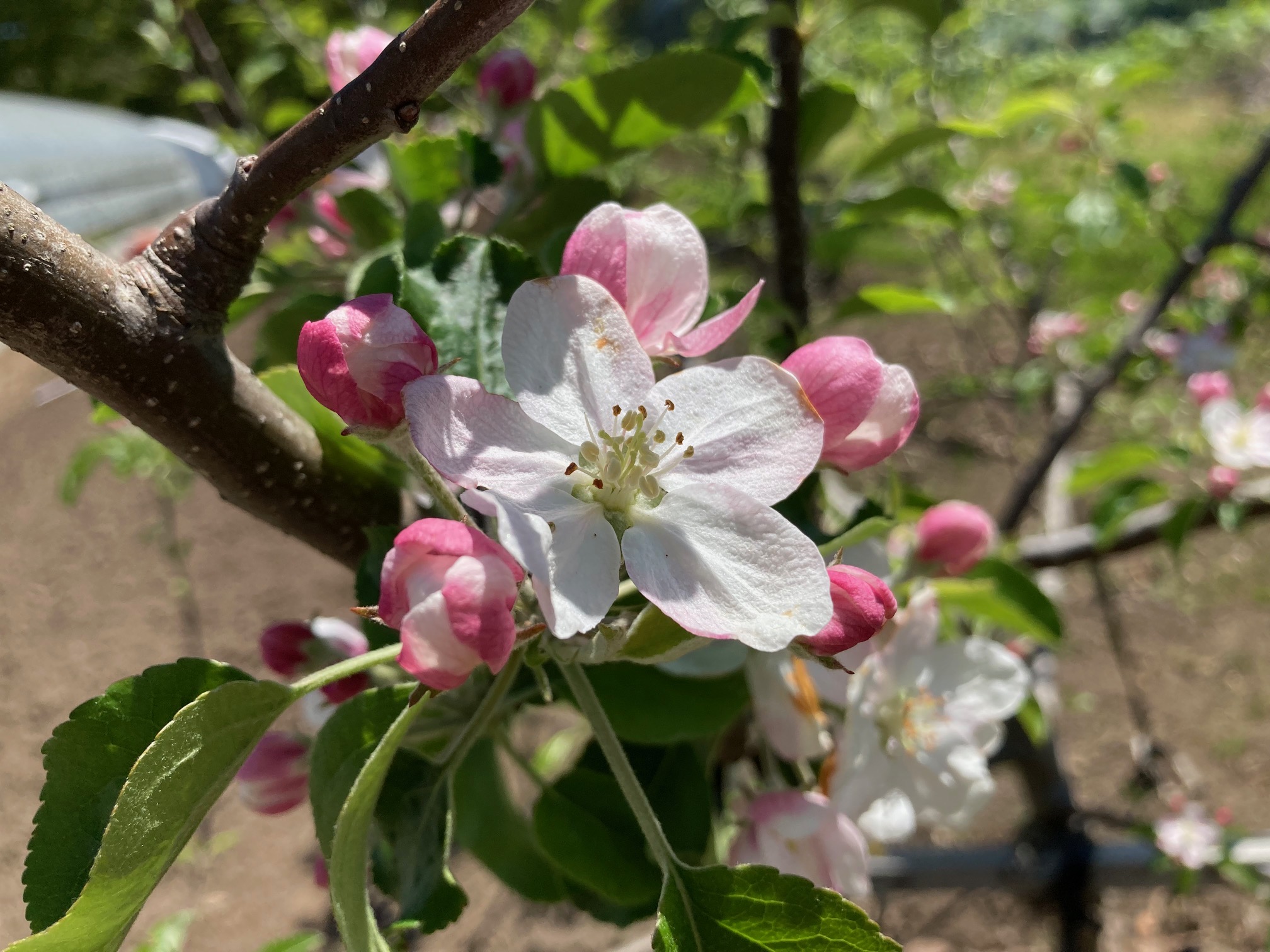 自家栽培のフジの花