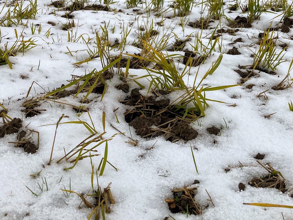 とうとう雪が降ってきました