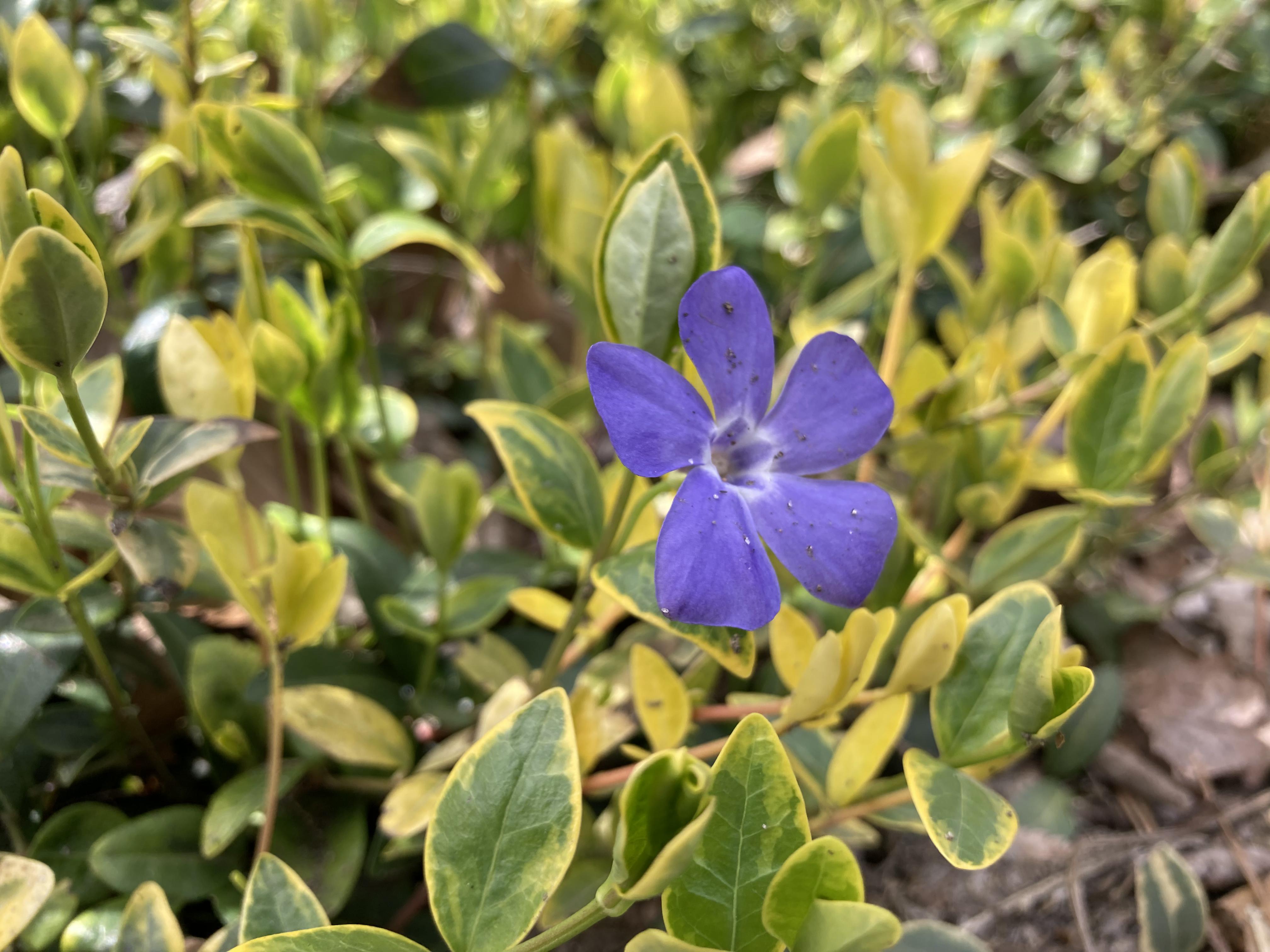 花が咲き乱れています！