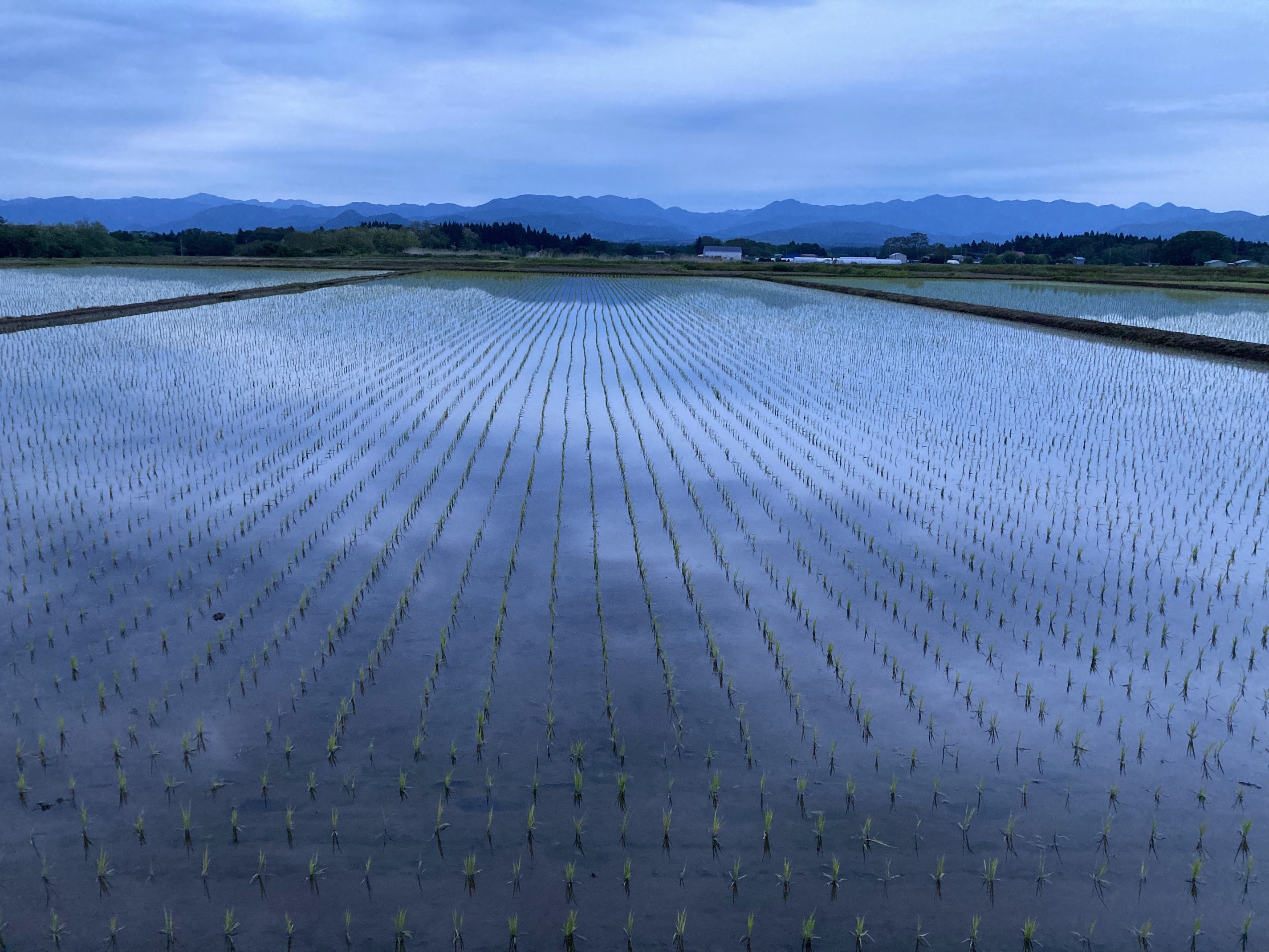 夕方の田んぼ