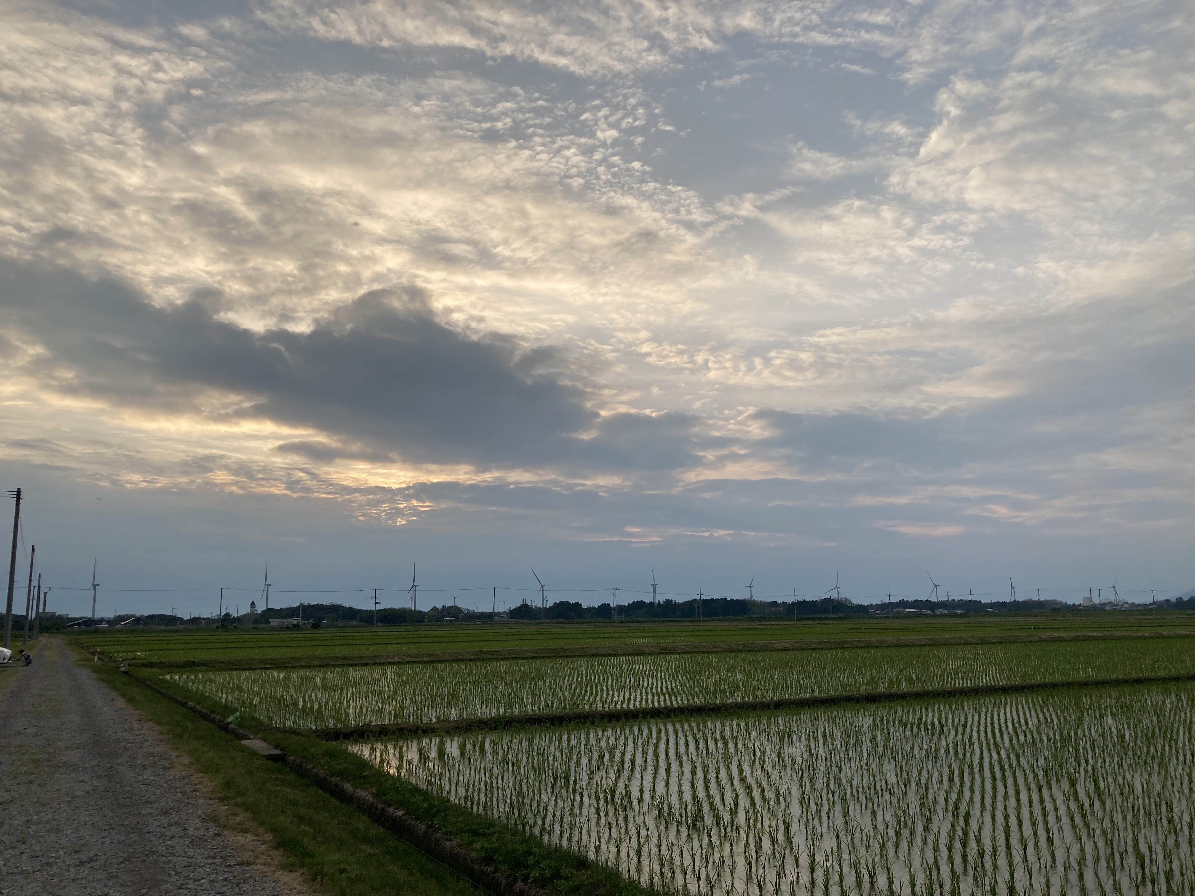 田の水を見にきました。