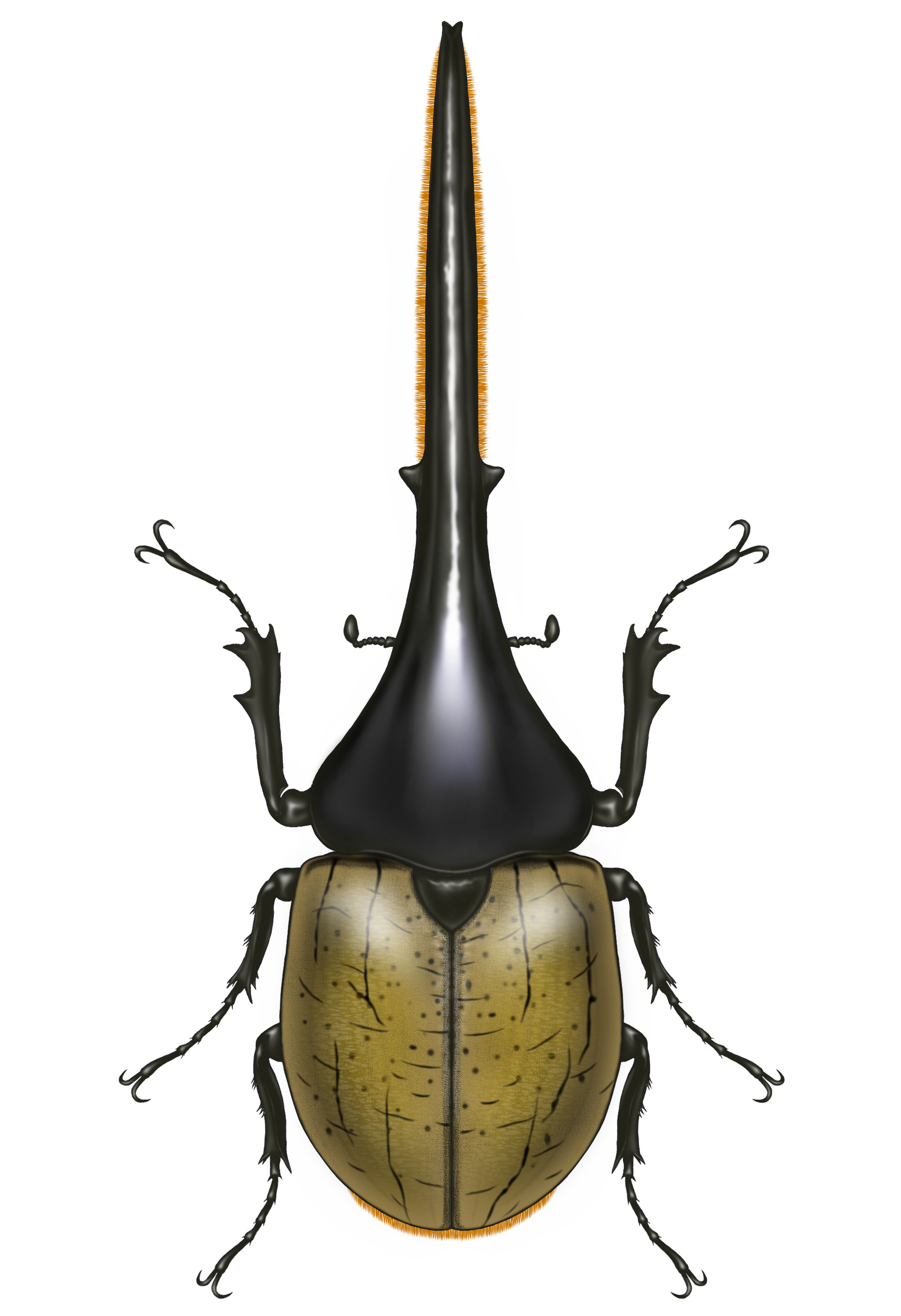 超スロースターター🍁