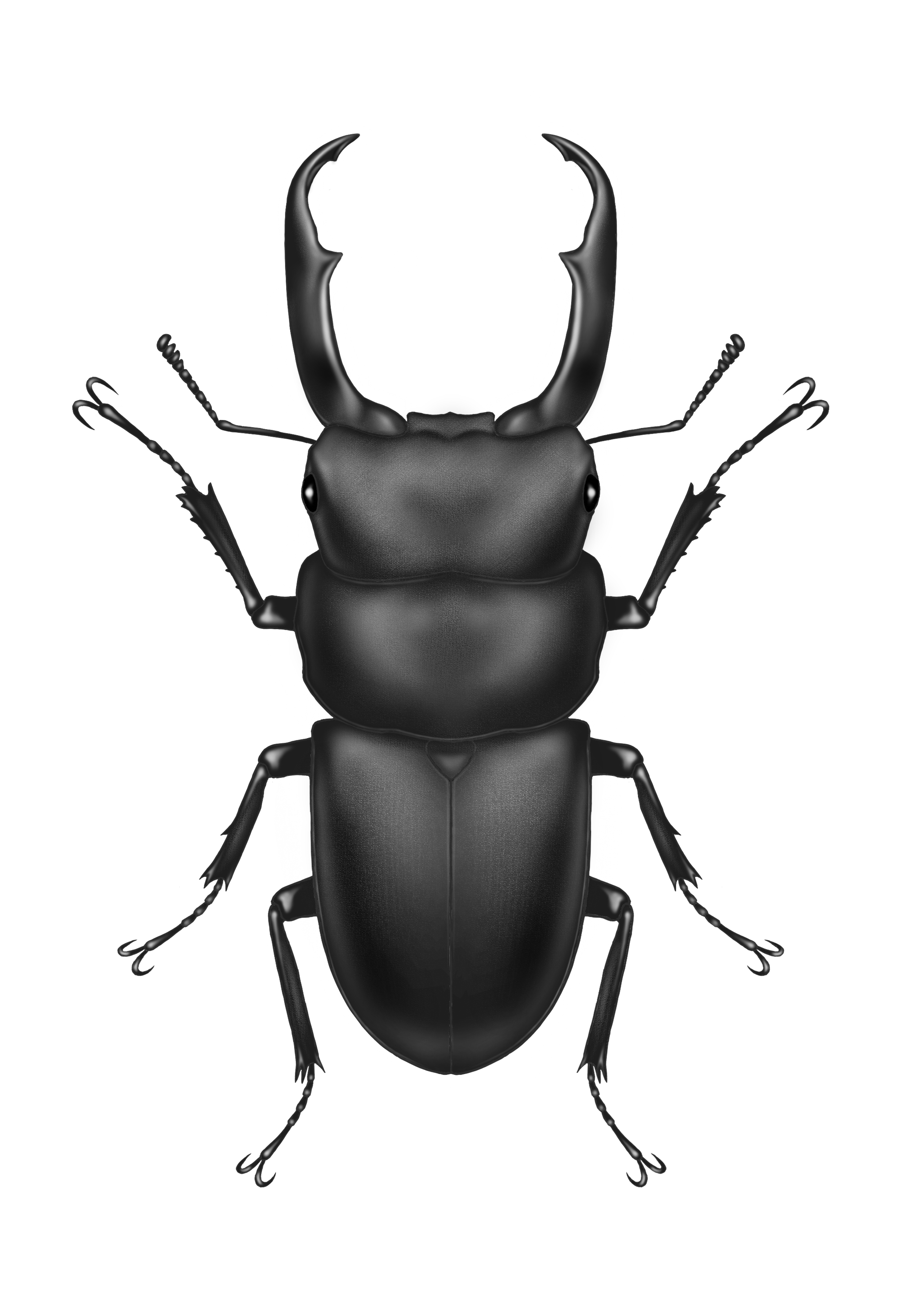 八重桜と赤耳亀🐢