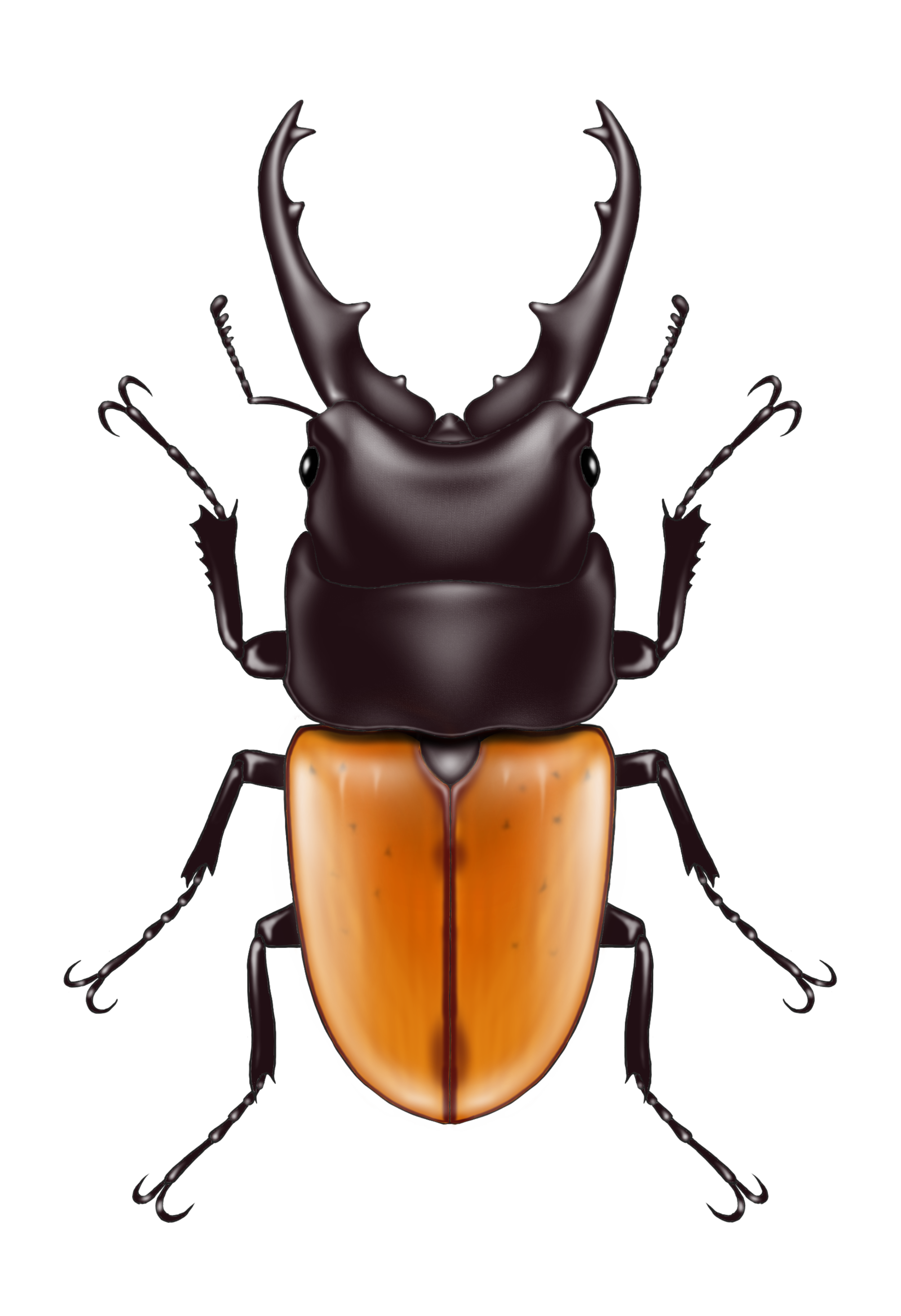 鉢巻きの親分にお願い🐾