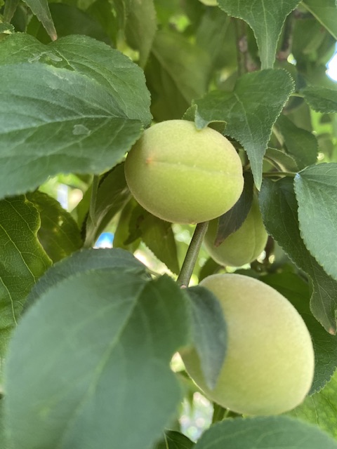 今年は梅が豊作！農園に行ってきました