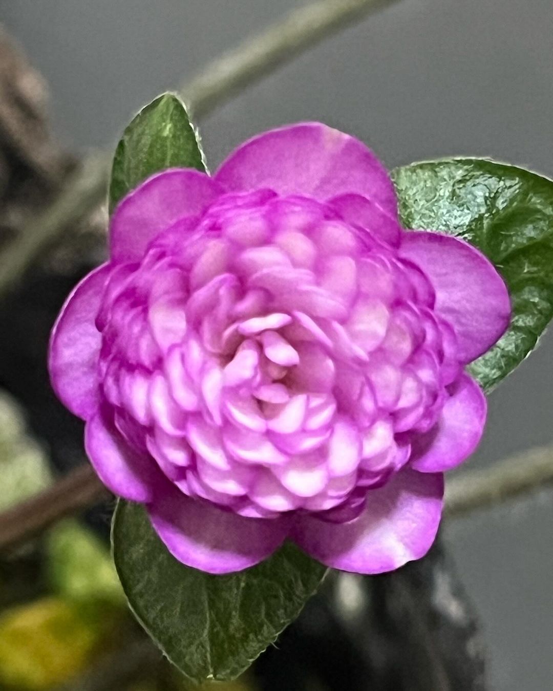 雪割草　鶴の化身