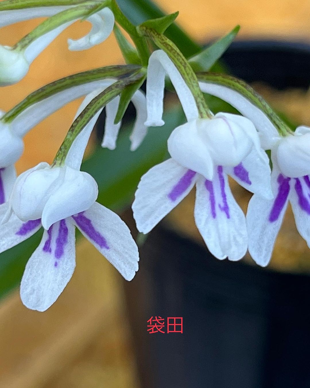 ウチョウラン 袋田