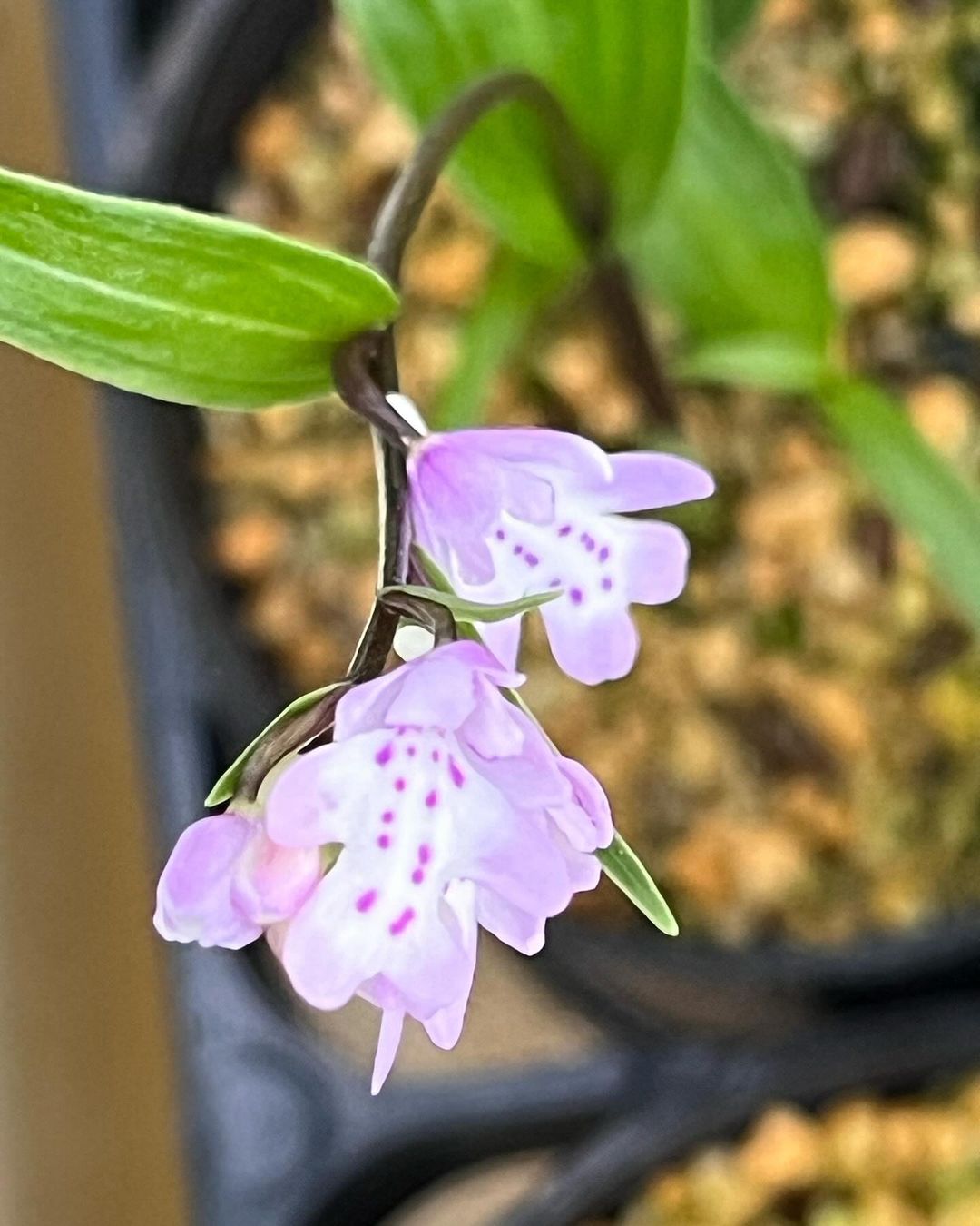 イワチドリの法師（原種）