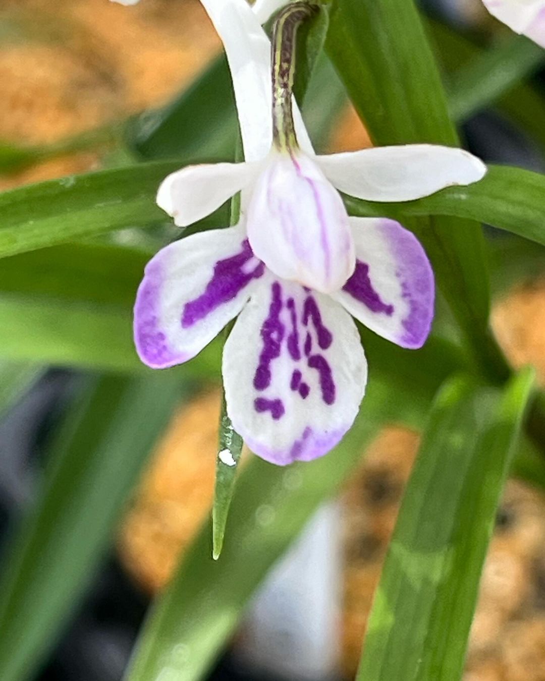 ウチョウランの『初雪』