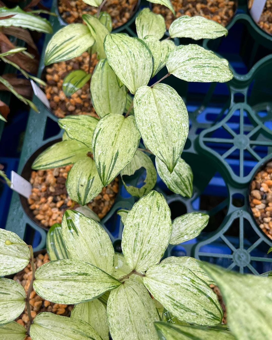 チゴユリの銀世界