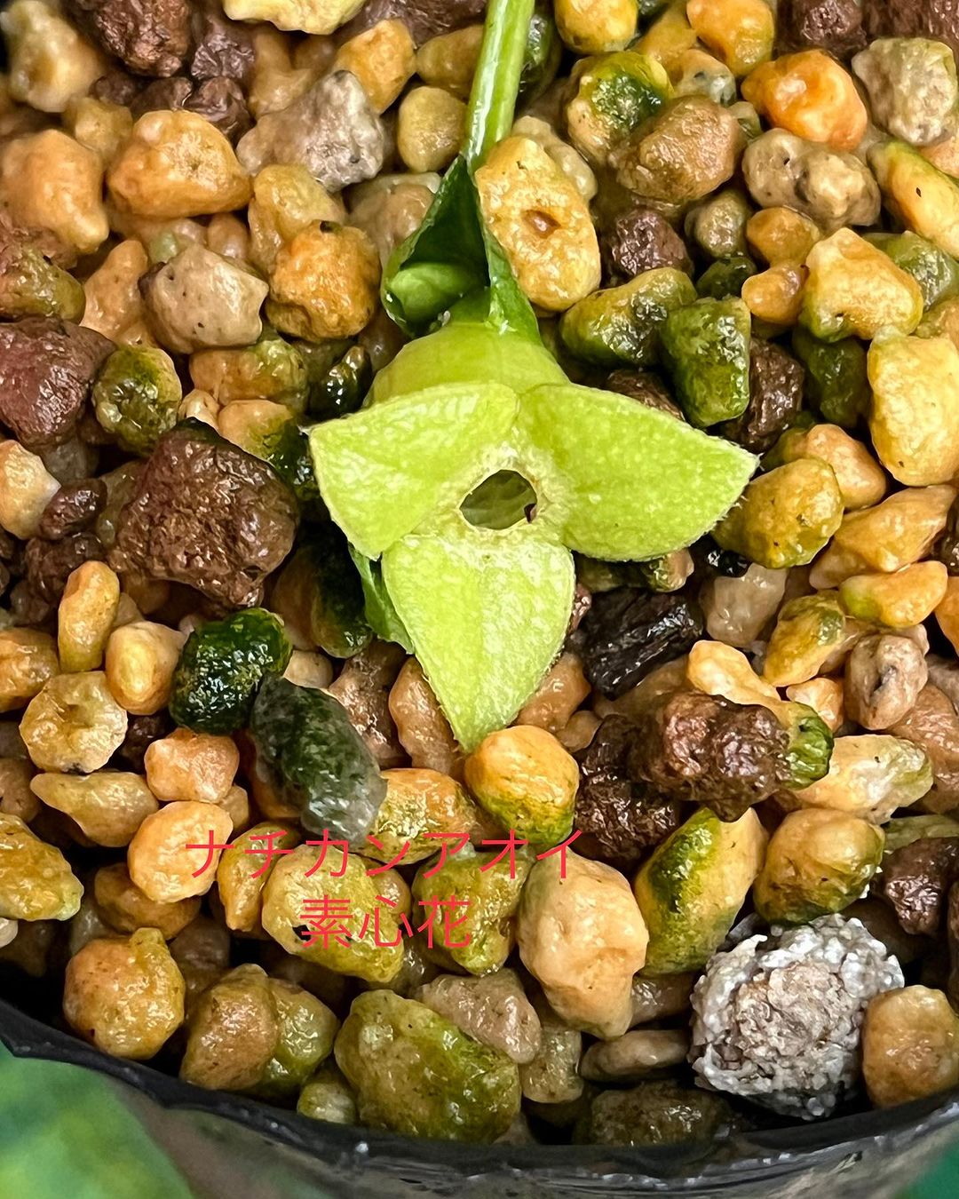 ナチカンアオイ 素心花 那智山産