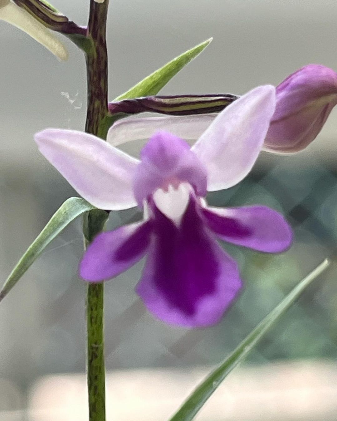 ウチョウラン『甲斐紫』