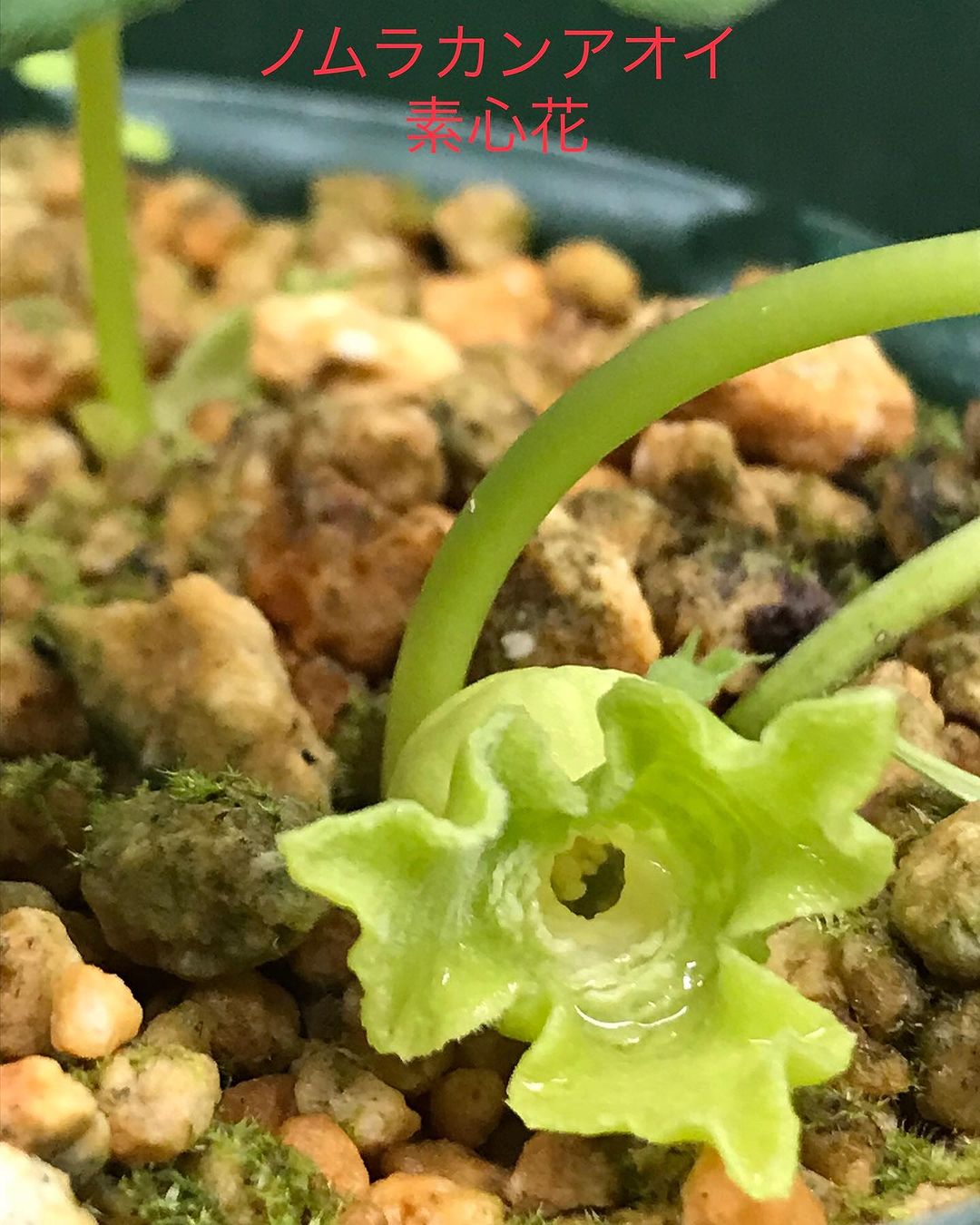 ノムラカンアオイ 素心花