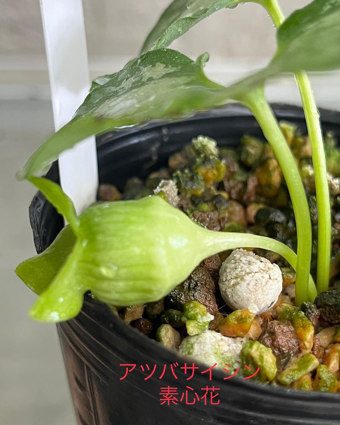 アツバサイシン 素心花