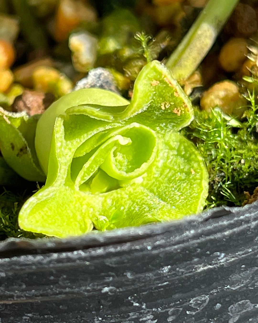 ユキグニカンアオイ　翠鵬