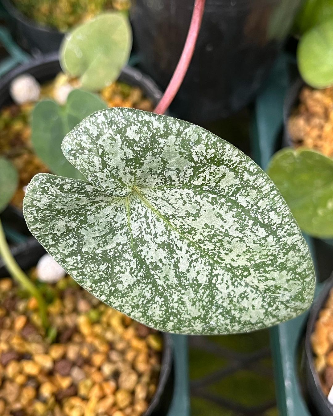 カントウカンアオイ　模様葉