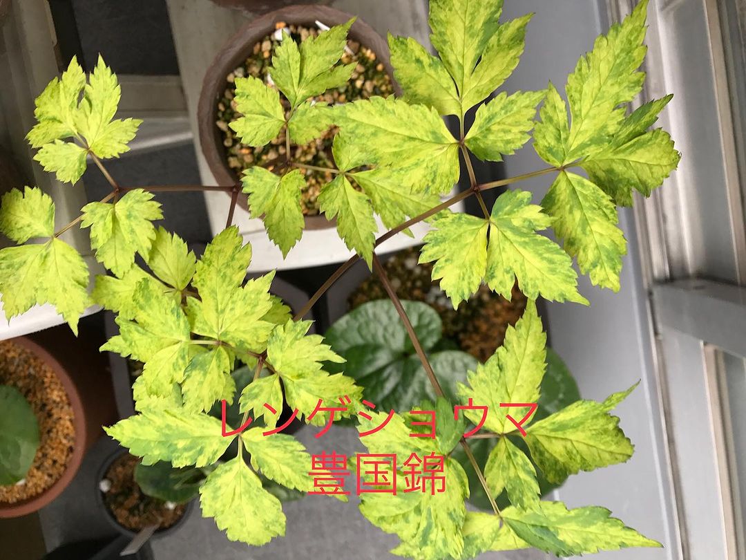 レンゲショウマ 豊国錦