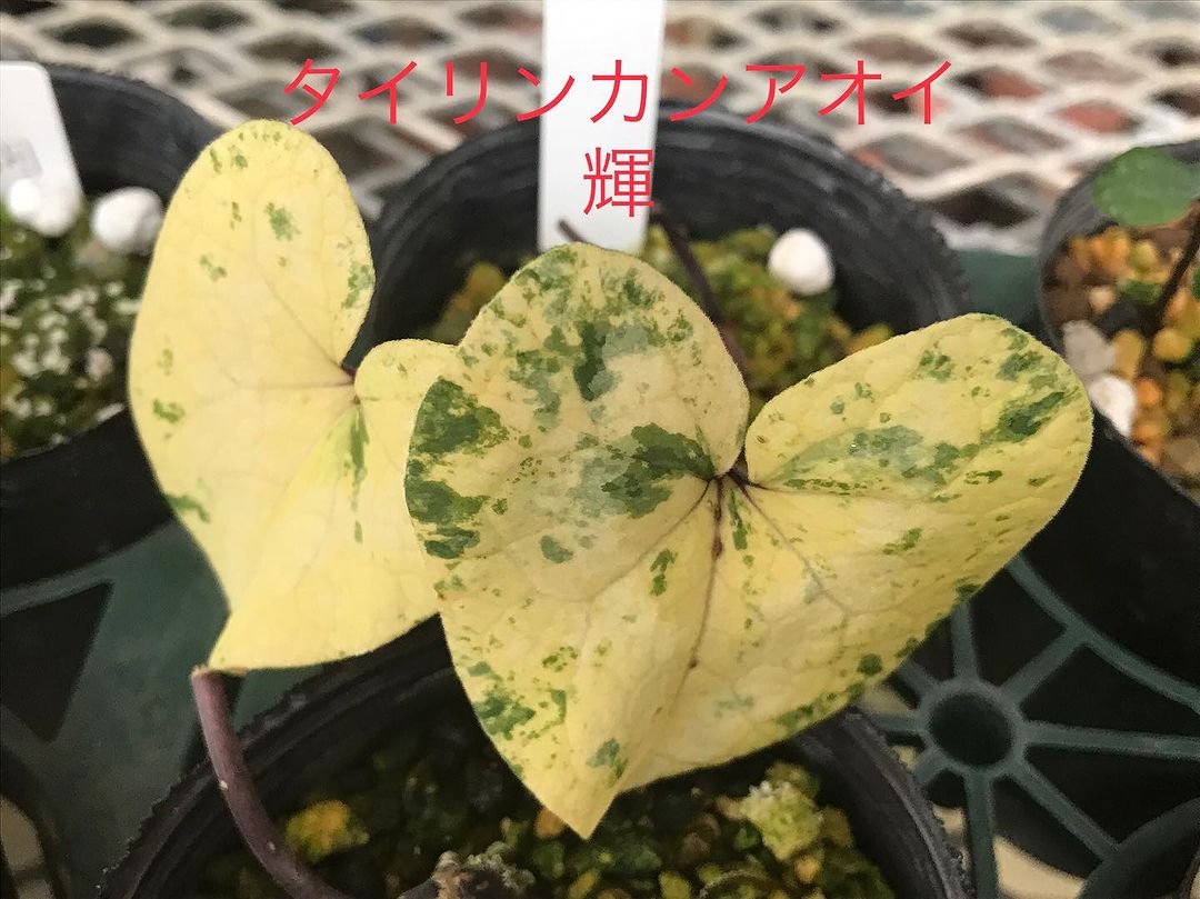 タイリンカンアオイ 輝