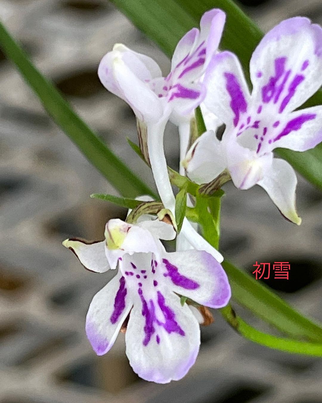 ウチョウラン 初雪