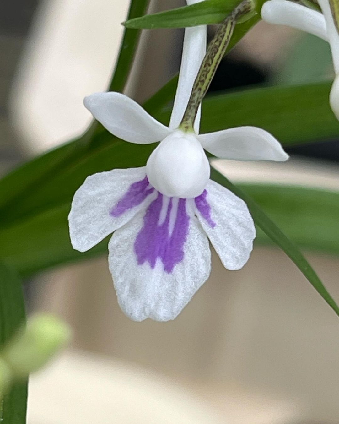 ウチョウランの『越の誉』