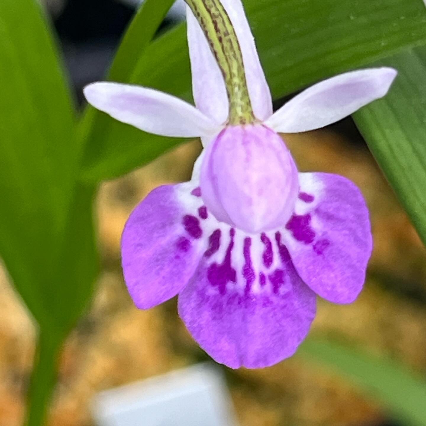 ウチョウランの信如仙