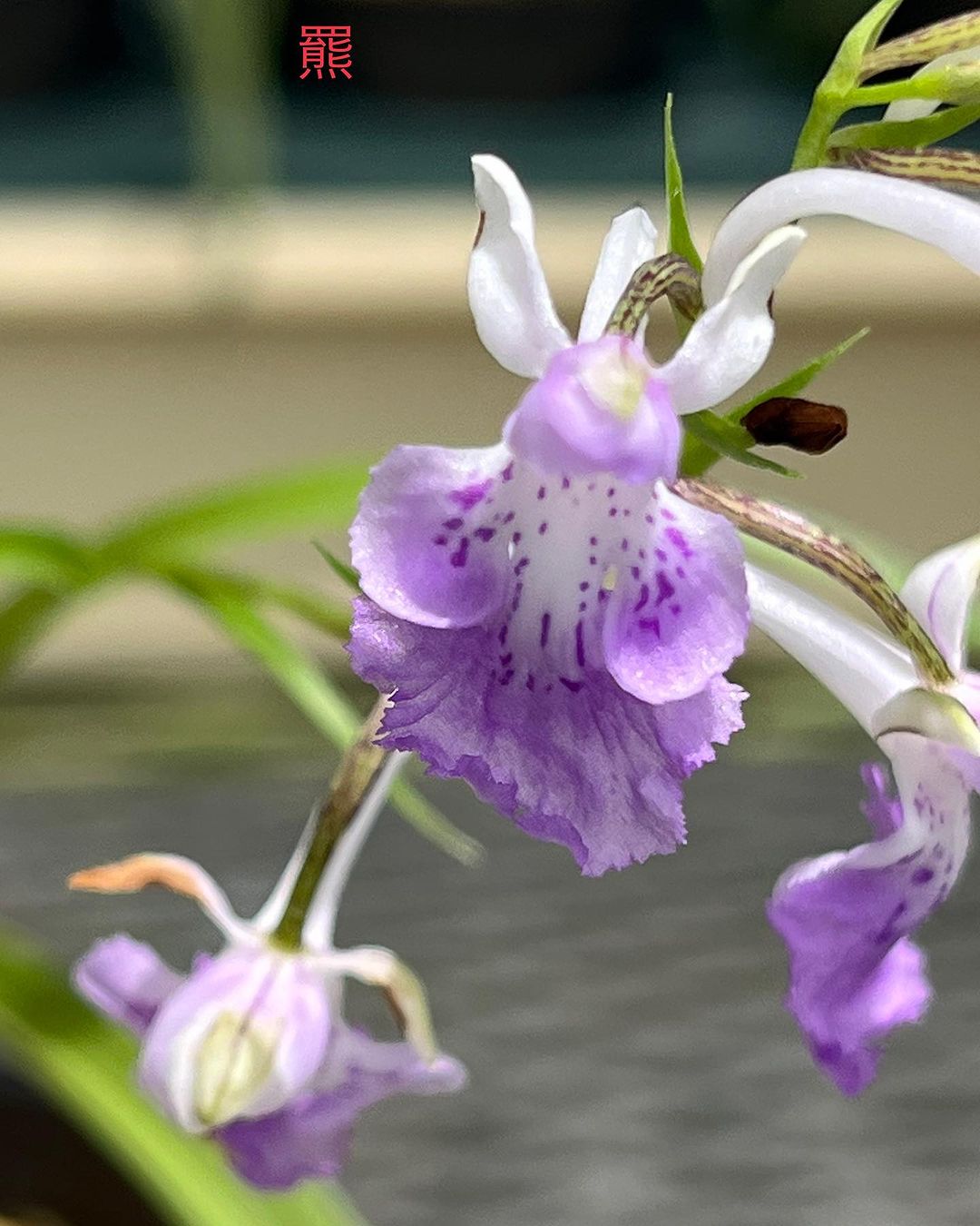 ウチョウラン　羆