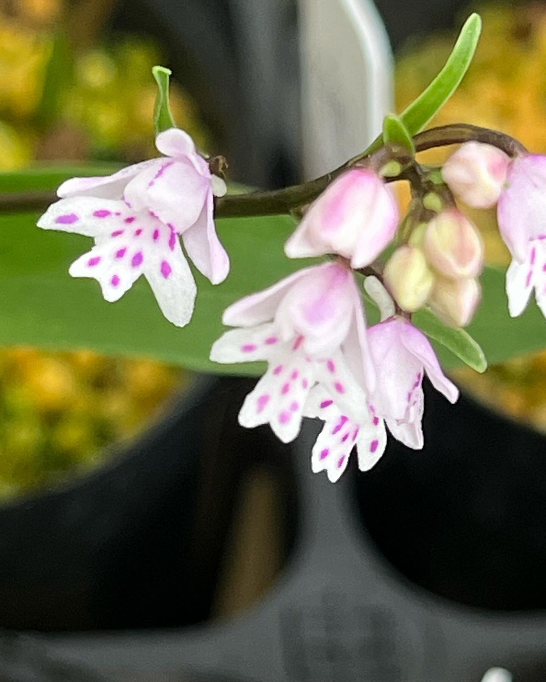 イワチドリの金平糖