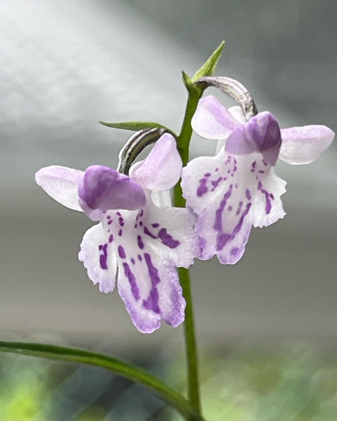 ウチョウランの『皇帝』