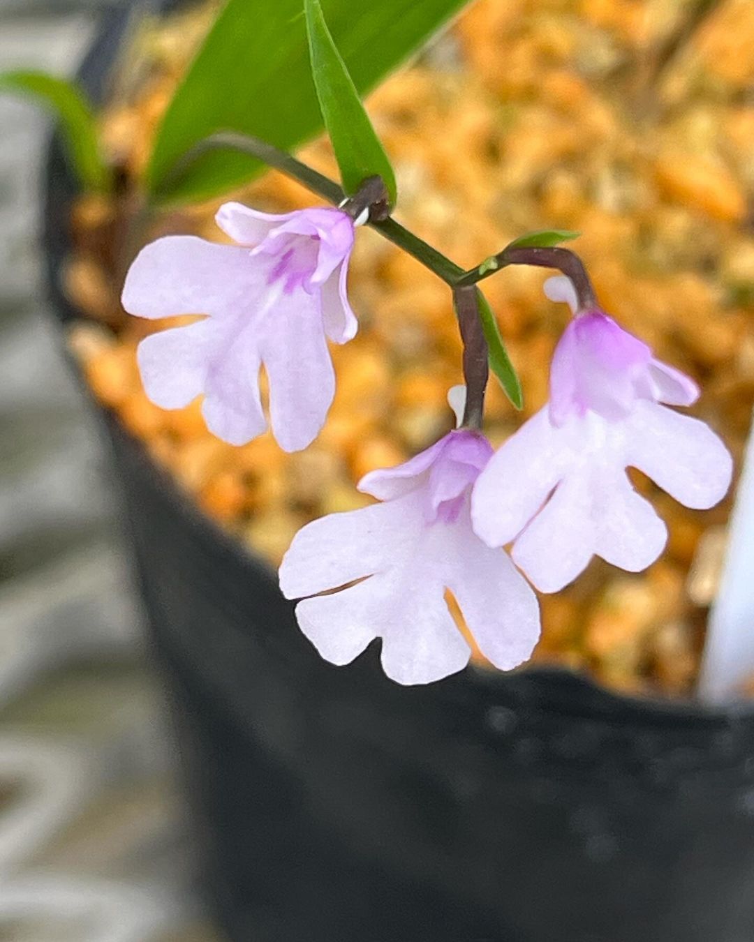 イワチドリ熊野の誉