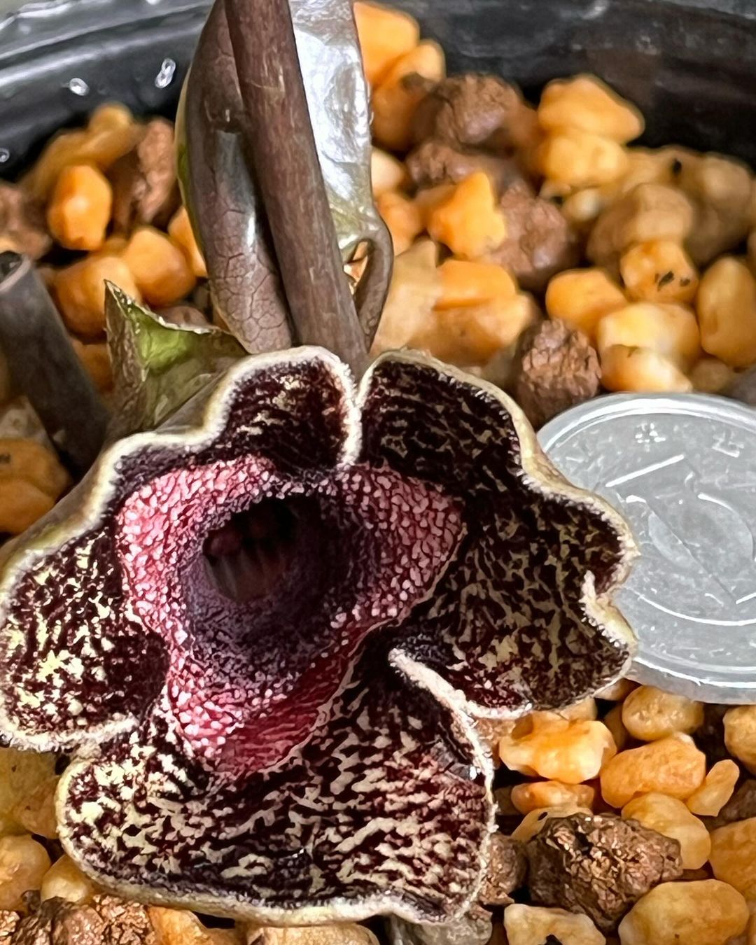 デラバイカンアオイ