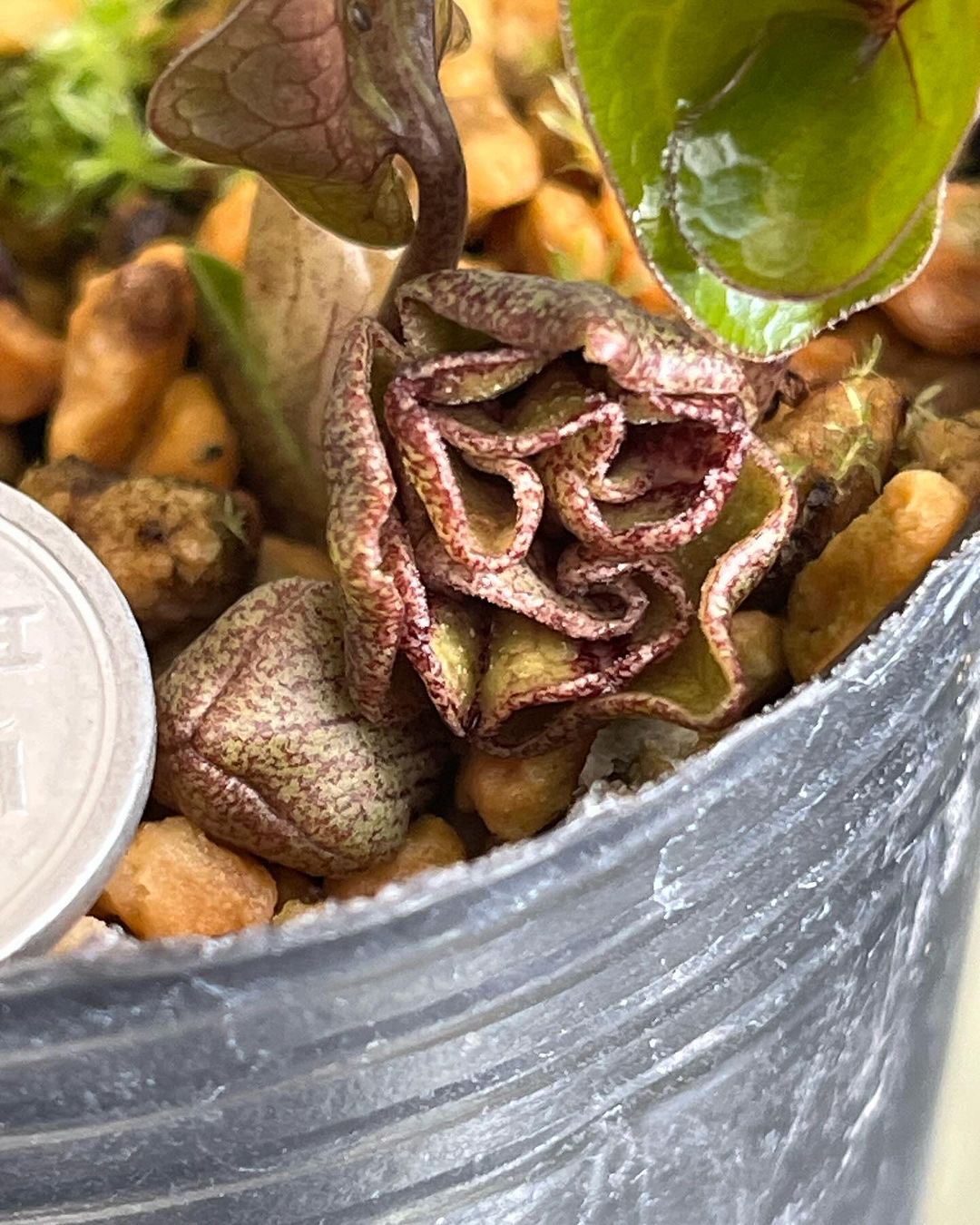 ナンカイカンアオイ　八重咲