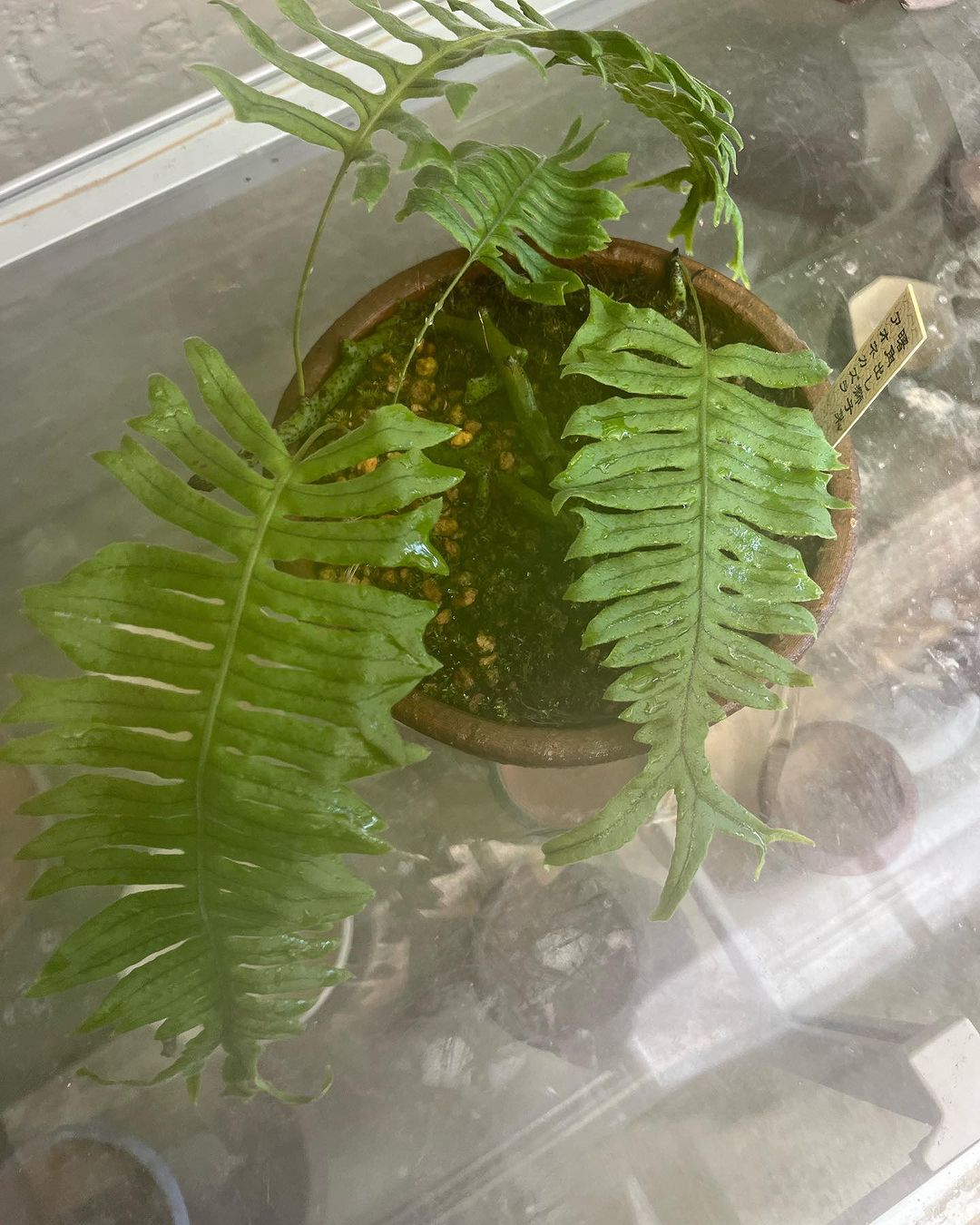 山野草 アオネカズラ 獅子葉