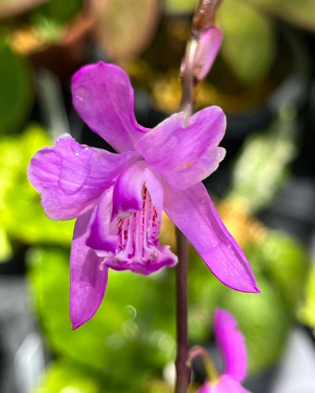 シラン　和歌山産の兜咲で入手しました。