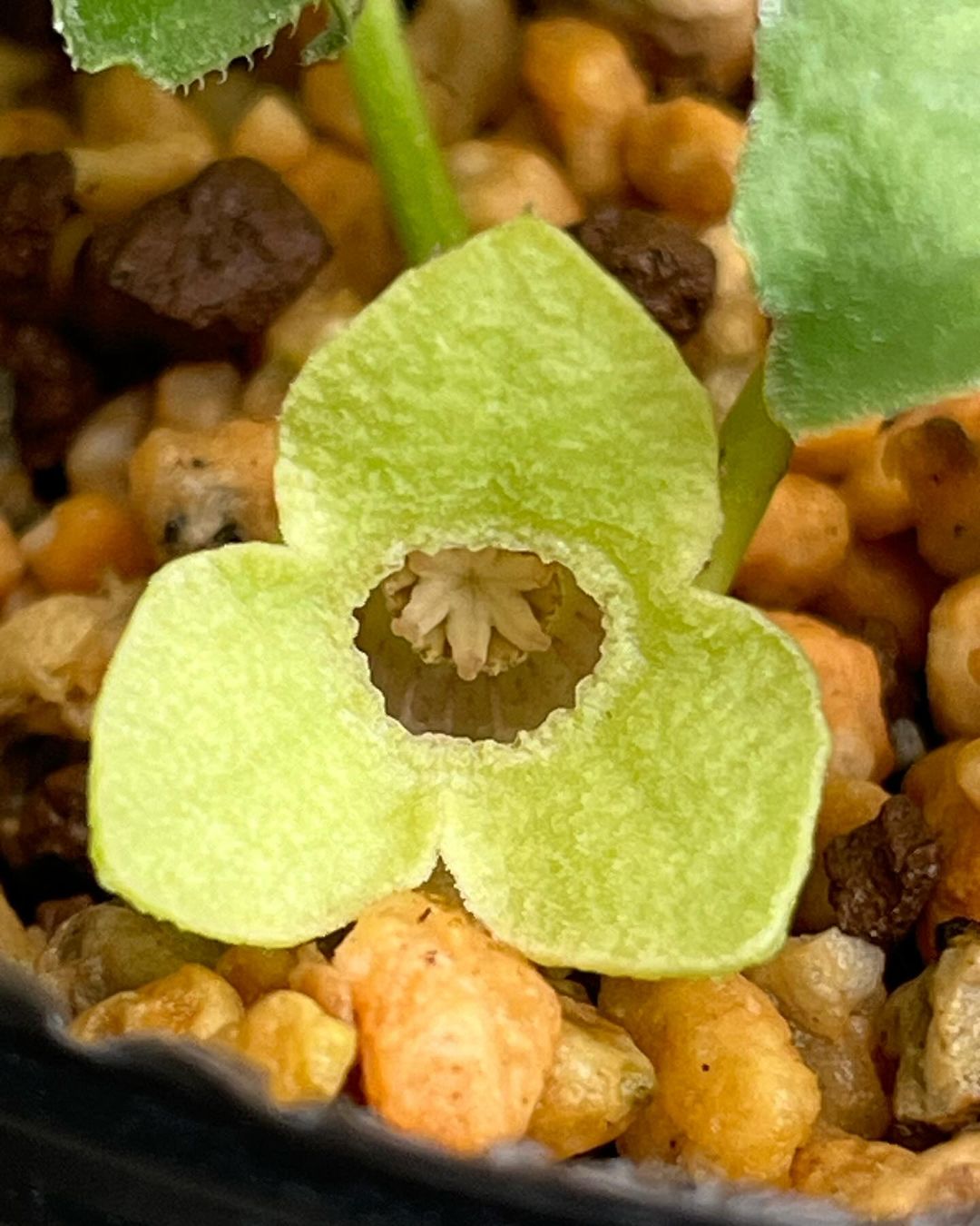 田辺市中辺路栗栖川産の青軸キナンカンアオイ