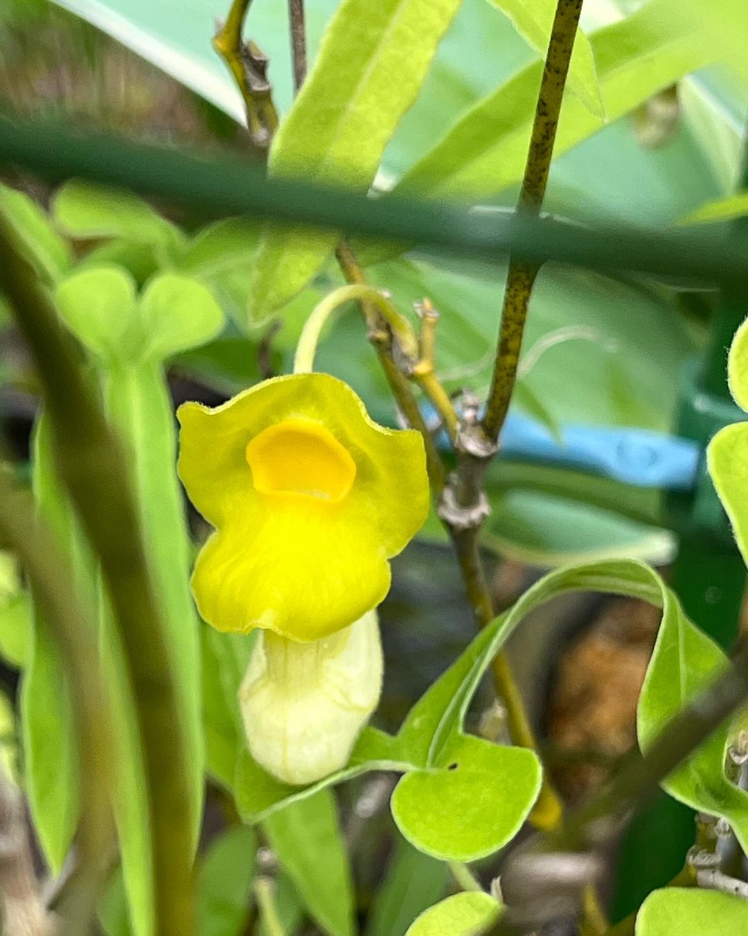 アリマウマノスズクサの黄花素心花