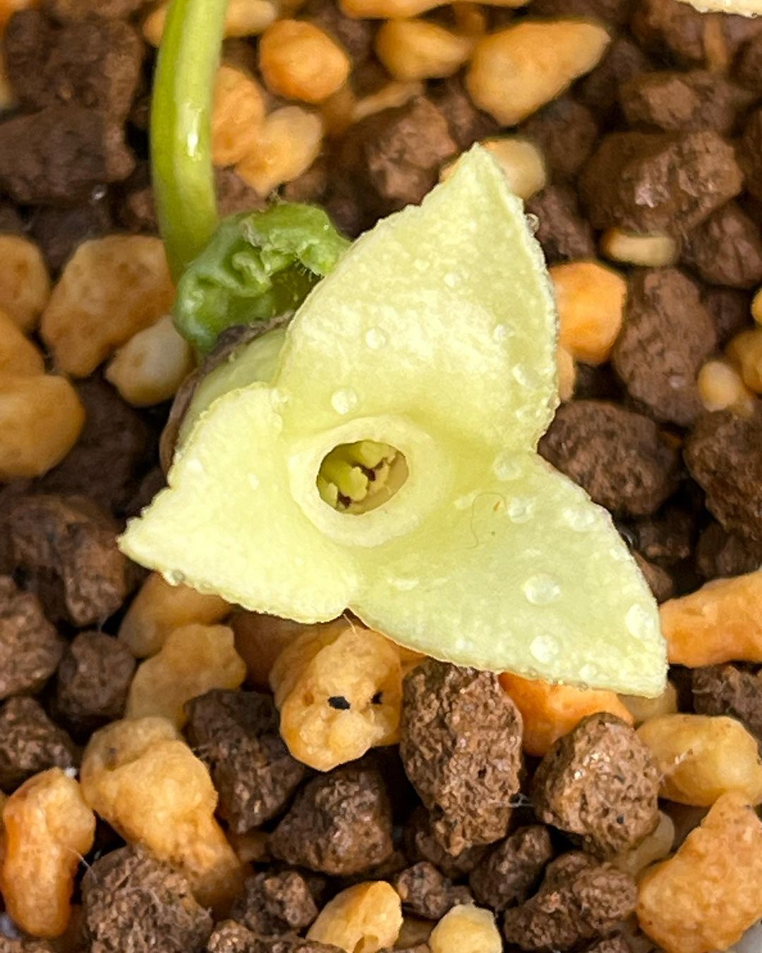 クシモトカンアオイ 素心花