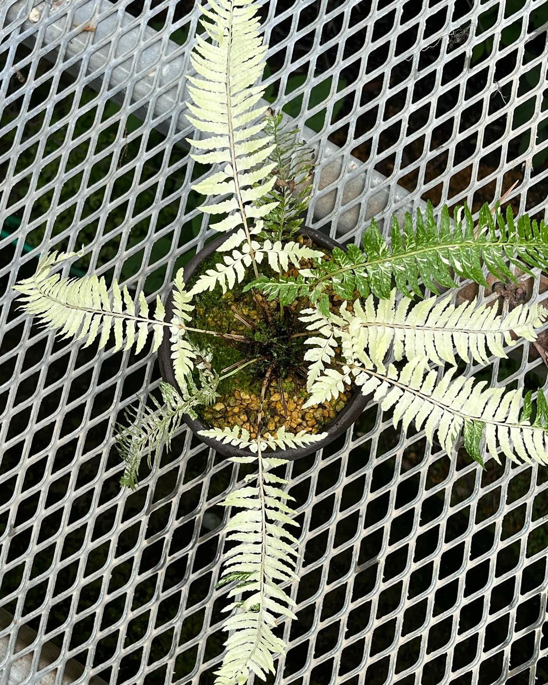 和歌山県産の十文字シダの斑入り