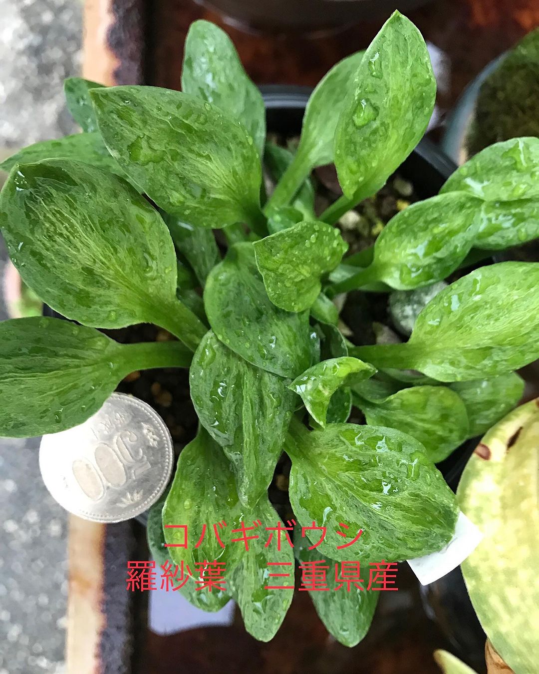 コバギボウシ 羅紗葉