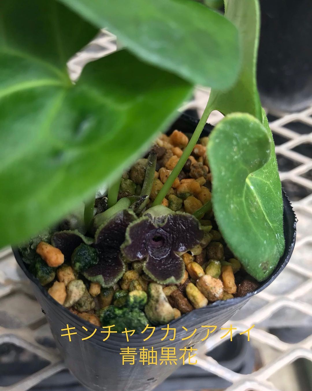 キンチャクアオイ 青軸黒花