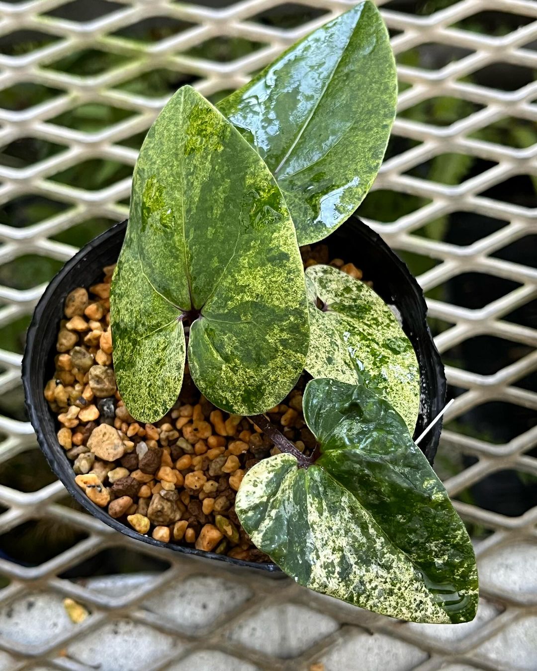 タイリンカンアオイの福寿冠