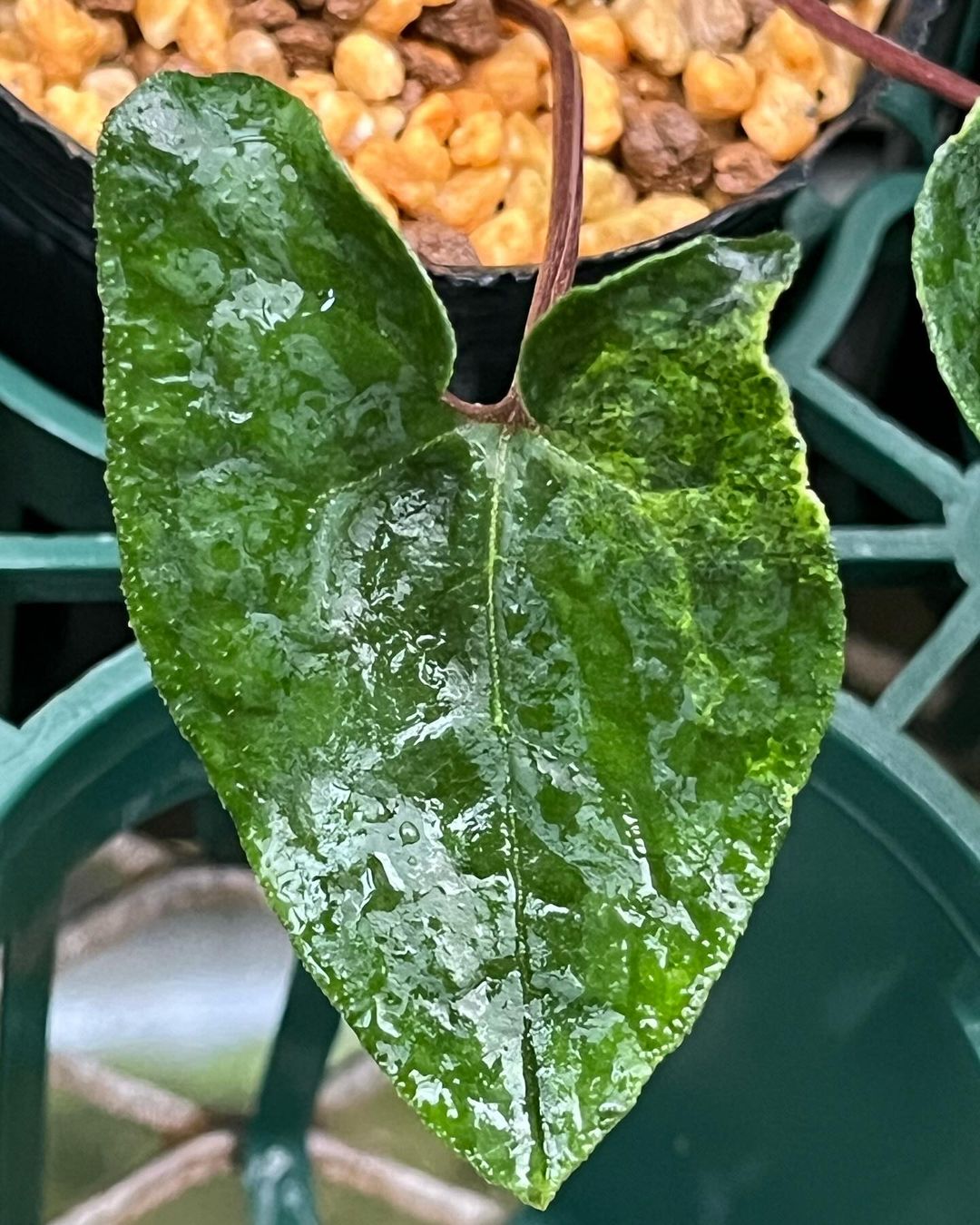 キナンカンアオイ